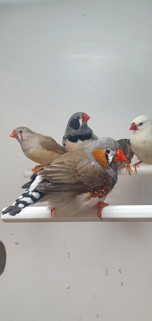 Preview of the first image of Pairs of Zebra Finches For Sale.