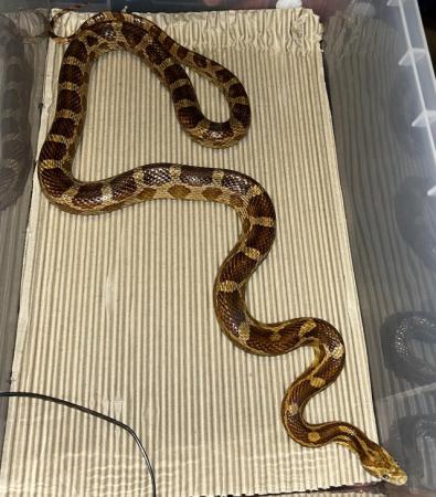 Image 3 of Male corn snake For sale