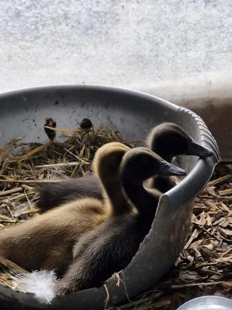 Image 1 of Call Ducklings.........................................