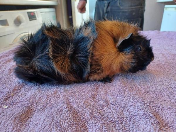 Image 4 of Baby guinea-pigs (Abyssinian and Teddy's)