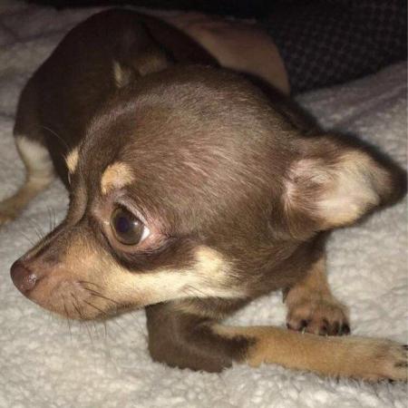 Image 4 of DELILAH - a Delectable, Miniature Chocolate Chihuahua Girl !