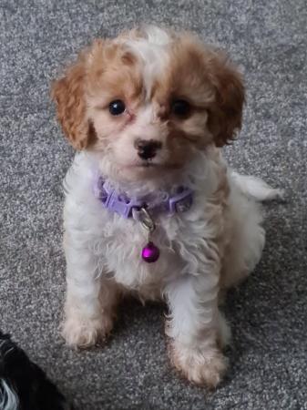 Image 1 of Last Toy Cavapoos pup from health tested parents