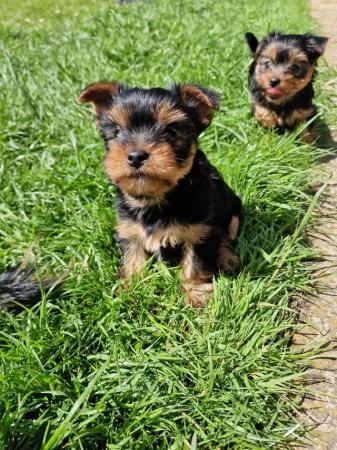 Image 1 of Yorkshire Terrier female available on 5th of June
