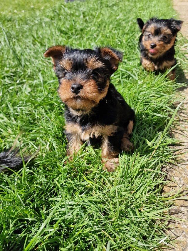 Preview of the first image of Yorkshire Terrier female available on 5th of June.