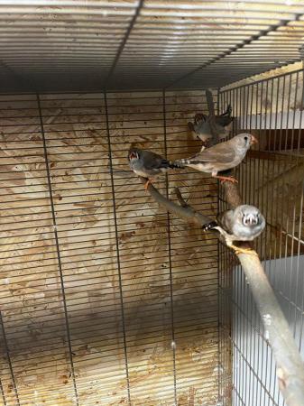 Image 3 of Zebra finches £5 each cocks and Hens available