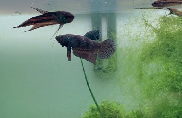 Image 6 of Betta Fish Wild Type (Betta smaragdina)