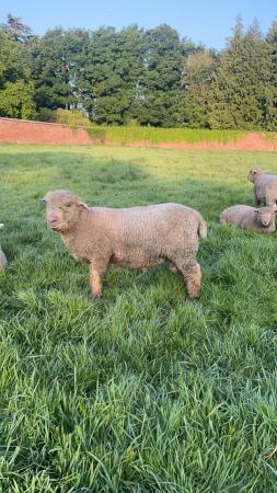 Image 6 of Pedigree Southdown ram lambs