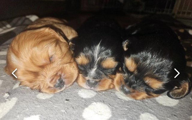Image 9 of Cavalier King Charles Puppies for sale