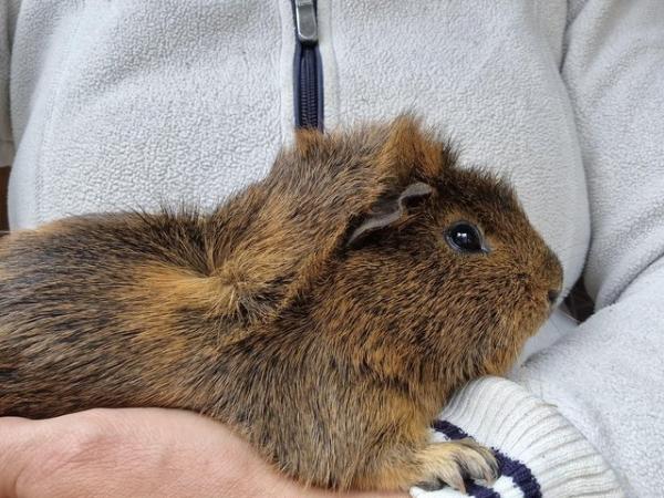 Image 4 of 2 bonded Male Guinea Pigs available