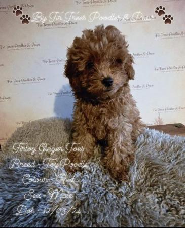 Image 16 of Super Tiny Pedigree Toy Poodles Puppies
