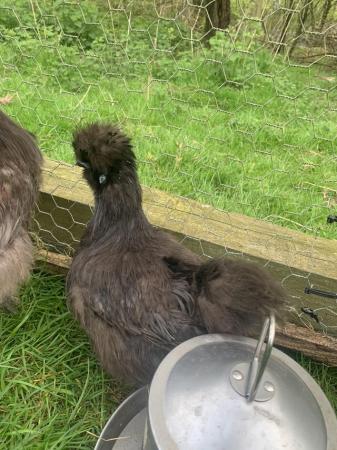 Image 1 of Pure black silkie hatching eggs and chicks!!!