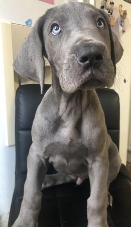 Image 20 of 5 LEFT! - 12 Healthy Chunky Solid Blue Great Dane Puppies