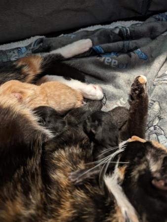 Image 3 of Beautiful litter of kittens