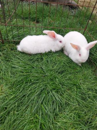 Image 4 of New Zealand white rabbits. Lovely big rabbits, available now