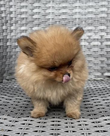 Image 6 of Pomeranian Puppies Ready now only 2  Boys
