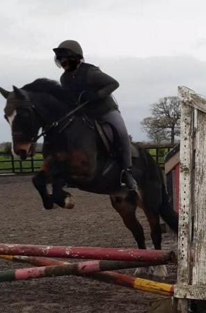 Image 3 of FULL LOAN or PART LOAN Fun all-rounder 13.3hh Gelding