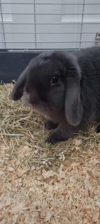 Image 5 of Dwarf lop female rabbit for sale