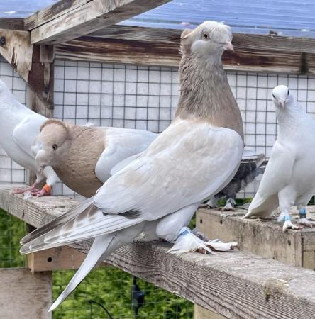 Image 1 of Young Turkish Takla birds