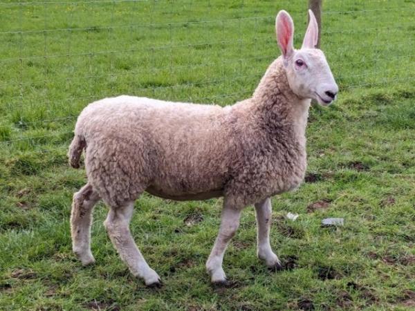 Image 4 of Border Leicester Ewe Lambs For Sale