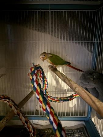 Image 4 of Male and female conure both 10 years please