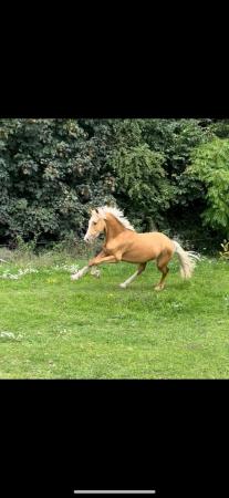Image 1 of 3 year old Welsh d gelding