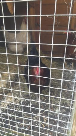 Image 1 of Chickens for sale x2 25 ono