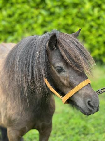 Image 4 of Sweet little 3 year old Shetland mare