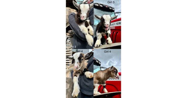 Image 3 of Stunning Pygmy Goat Nanny kids for sale