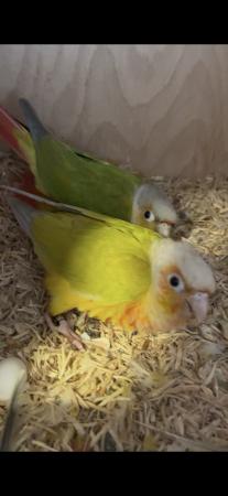 Image 1 of Beautiful pairs conures for sale