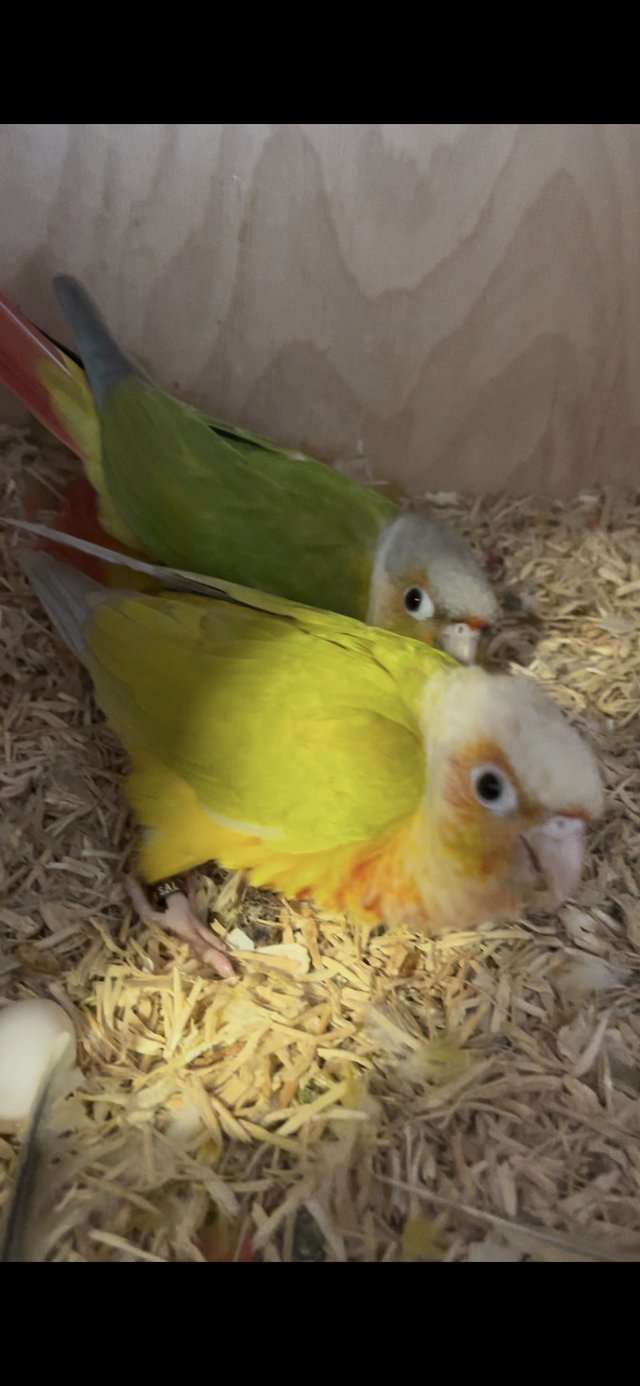 Preview of the first image of Beautiful pairs conures for sale.