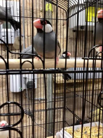 Image 6 of Java sparrows male & female