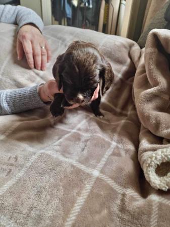 Image 12 of Cocker spaniel puppies for sale