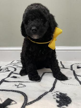 ££ REDUCED MULTI GENERATION MINIATURE LABRADOODLE DNA TESTED for sale in Norwich, Norfolk - Image 17