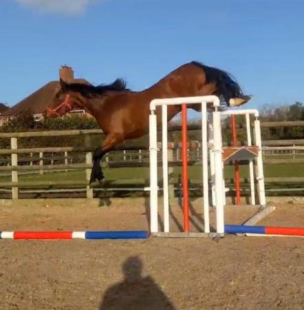 Image 3 of Incredibly talented showjumping filly broken and turned away
