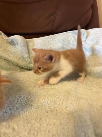 Image 3 of 3 mixed breed kittens for sale, ready now!!