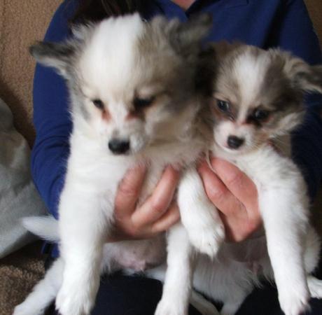 Image 10 of Beautiful Pomchi puppies for sale