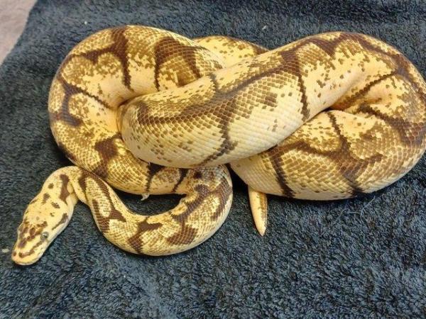 Image 1 of Male Bumble Belly, Royal/Ball Python.