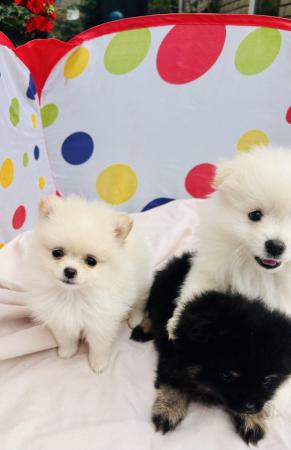 Image 8 of Pomeranian puppies for sale