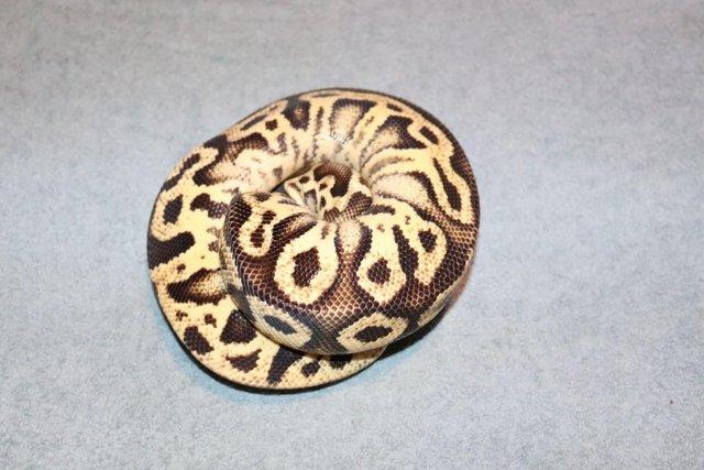 Preview of the first image of Ball Python collection for sale.