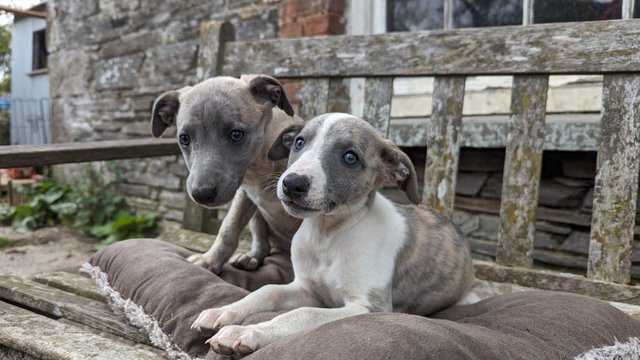 Image 6 of READY TO LEAVE NOW KC WHIPPET PUPPIES