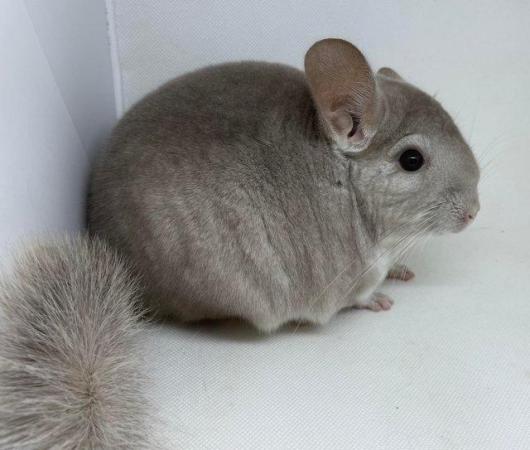 Image 5 of Chinchillas for sale in Staffordshire