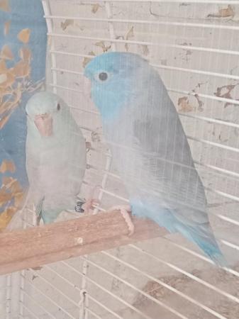 Image 4 of 2 parrotlets breeding pair