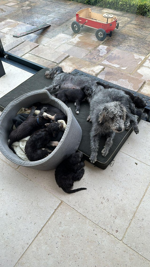 Preview of the first image of 7 week old Bedlington whippets, 2nd generation.