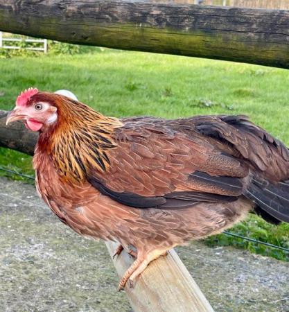 Image 1 of Brown partridge leghorn point of lay pullets