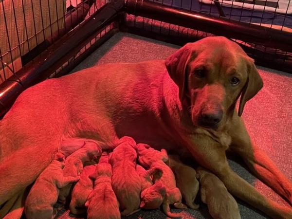 Image 2 of KC Fox Red Labrador Puppies ready now