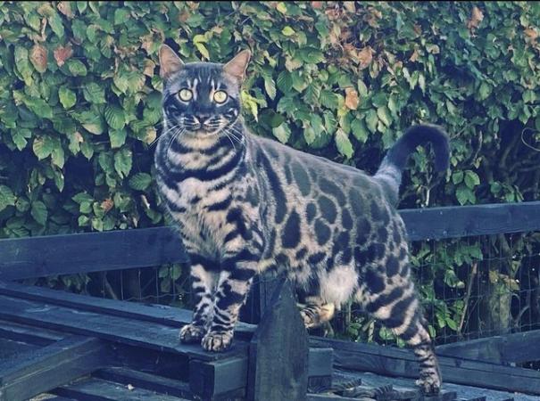 Image 5 of Silver charcoal Bengal cat male
