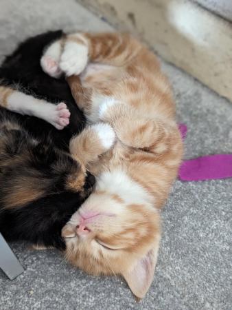 Image 19 of 5 girl kittens-ginger tabby markings & ginger/black speckles