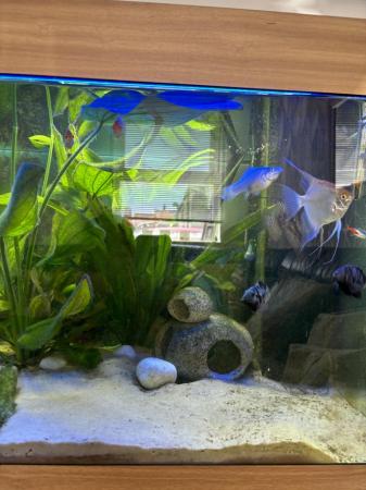 Image 6 of Fish tank including fish