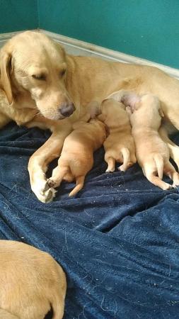 Image 7 of 6 health checkedfox red and yellowLabrador puppies