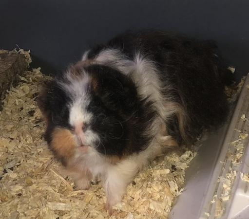 Image 2 of Female guinea pig for sale